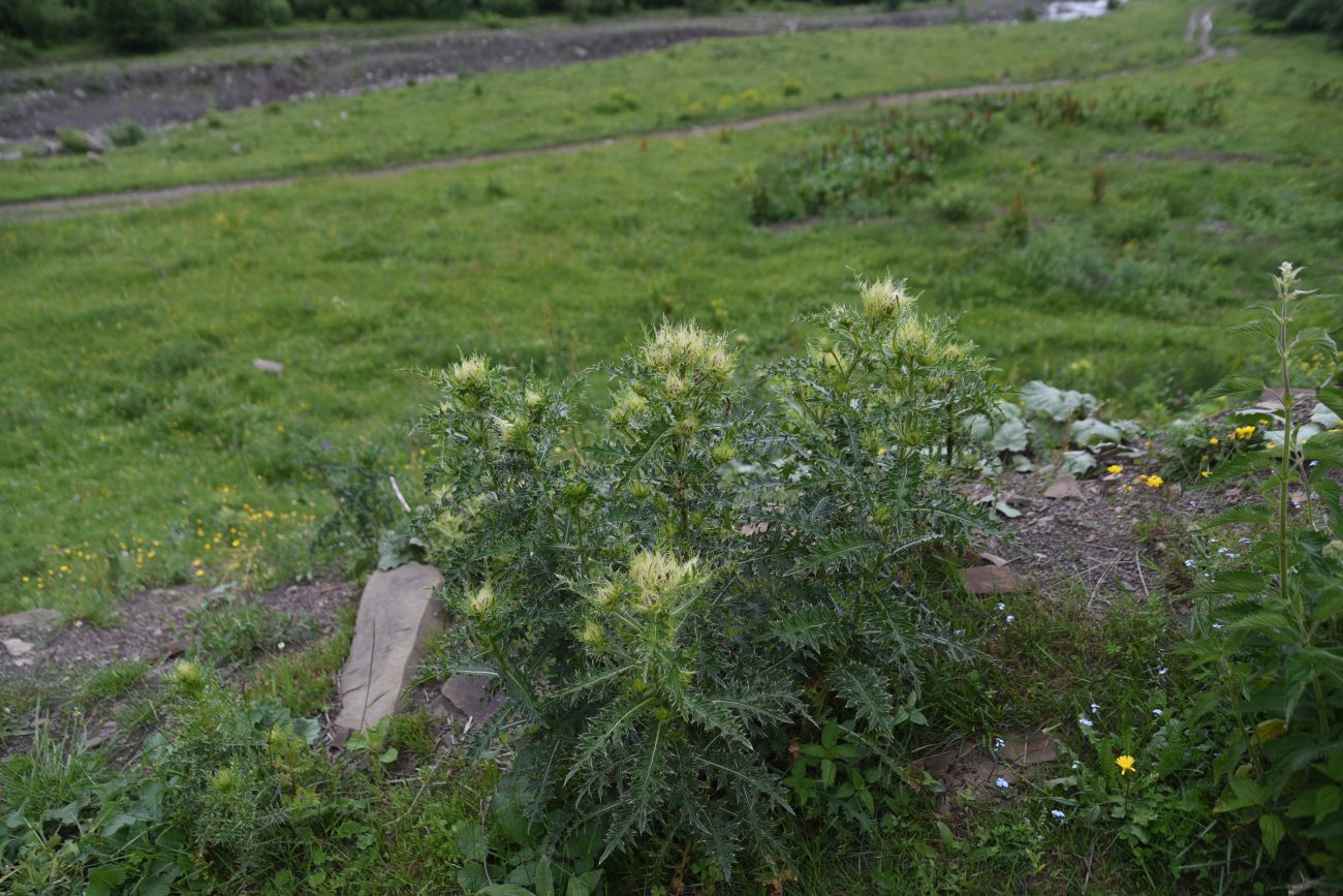 Изображение особи Cirsium obvallatum.