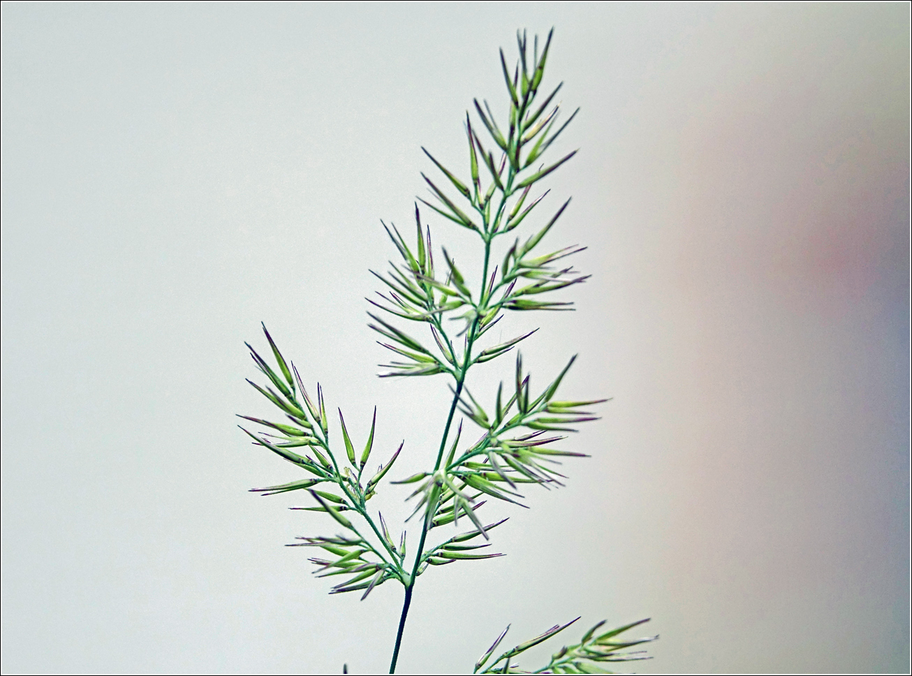 Image of genus Calamagrostis specimen.