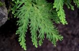 Selaginella biformis. Верхушка побега с формирующимися стробилами (?). Китай, Гуанси-Чжуанский автономный р-н, г. Синпин, широколиственный лес, каменисто-глинистый склон. 01.06.2024.