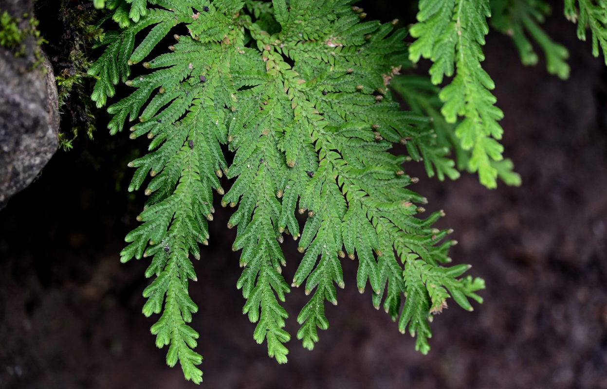 Image of Selaginella biformis specimen.