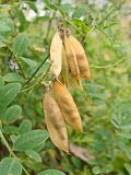 Vicia amurensis. Соплодие с вызревшими плодами. Хабаровский край, окр. г Комсомольск-на-Амуре, дол. руч. Тёплый ключ. 18.09.2024.