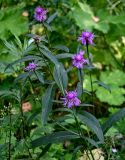 Centaurea jacea. Верхушка цветущего растения. Московская обл., Дмитровский гор. округ, долина р. Волгуша, опушка смешанного леса. 31.08.2024.