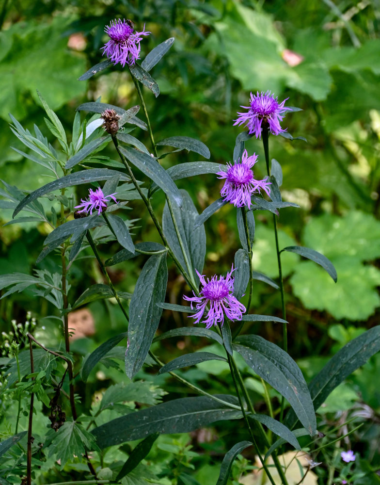 Image of Centaurea jacea specimen.