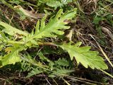 Senecio grandidentatus