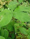 Arisaema amurense