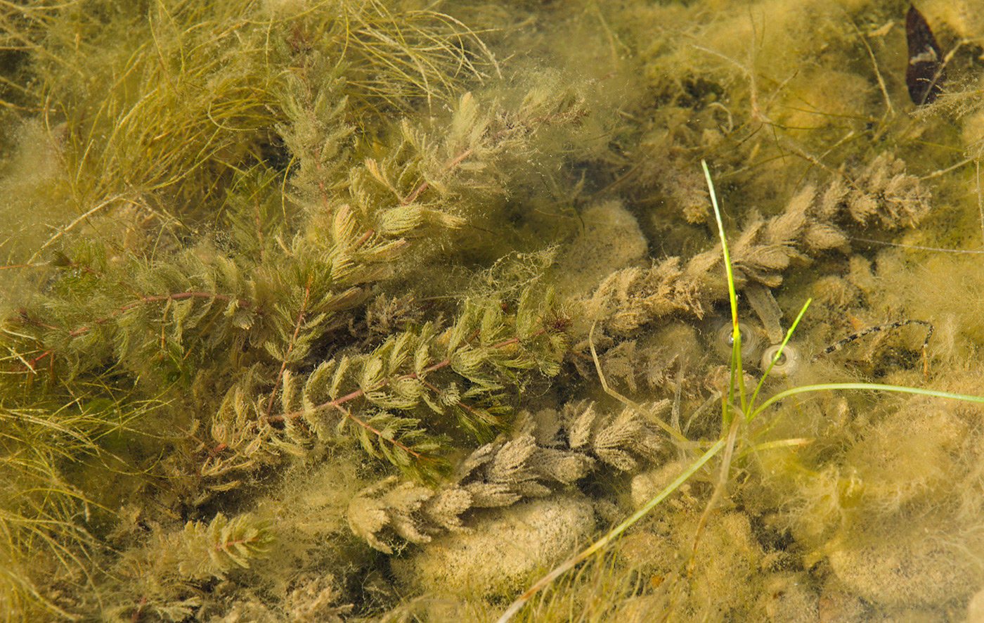 Image of Myriophyllum sibiricum specimen.