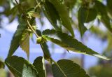 Zelkova serrata. Часть веточки с плодами ('Green Vase'). Испания, автономное сообщество Каталония, провинция Жирона, комарка Баш-Эмпорда, муниципалитет Палафружель, ботанический сад \"Кап-Роч\". 04.06.2023.