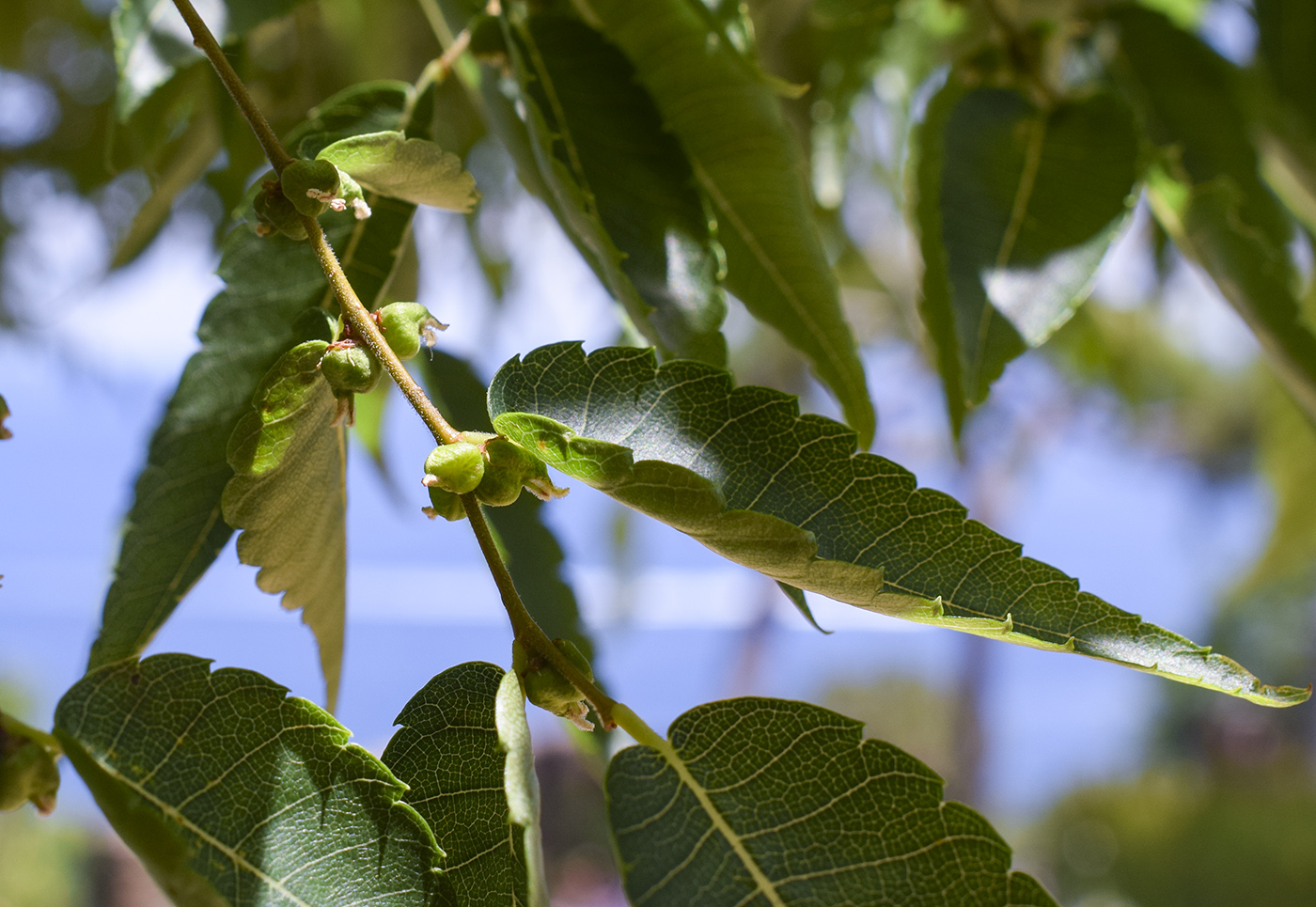 Image of Zelkova serrata specimen.