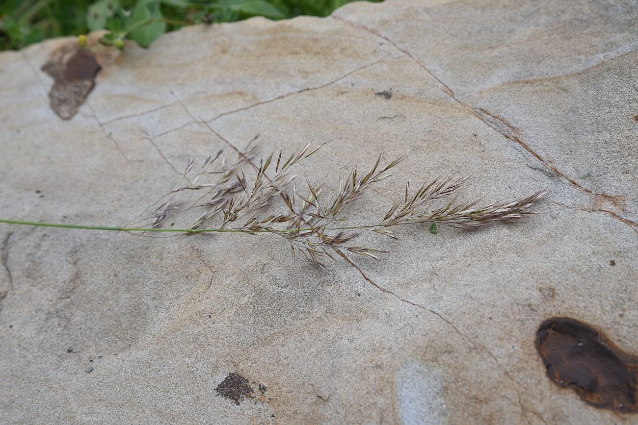 Изображение особи семейство Poaceae.