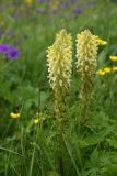 Pedicularis condensata. Цветущее растение. Чечня, Шаройский р-н, 2 км к востоку от ур. Хиндушты, 1 км на юго-запад от Сигнальной горы, выс. 2200 м н.у.м., луг. 1 июля 2024 г.