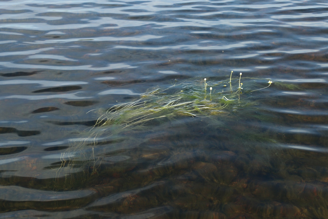 Image of Ranunculus baudotii specimen.