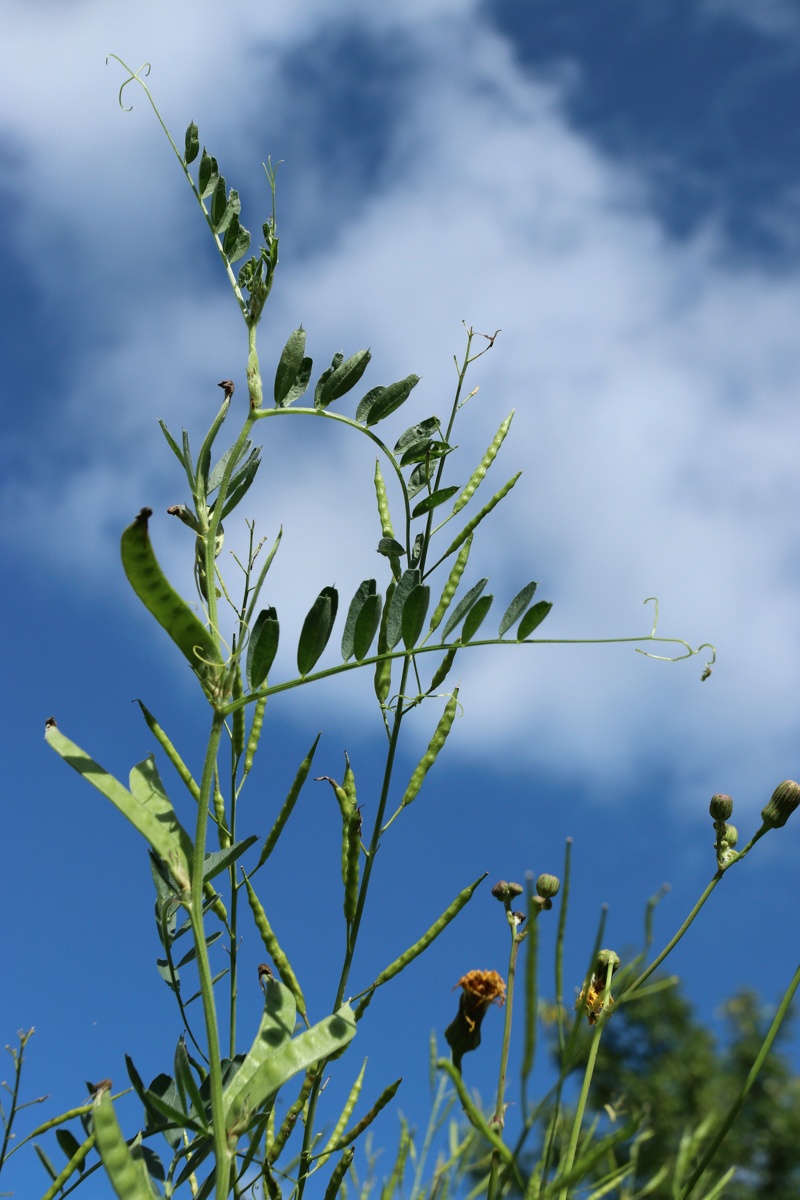 Image of Vicia sativa specimen.