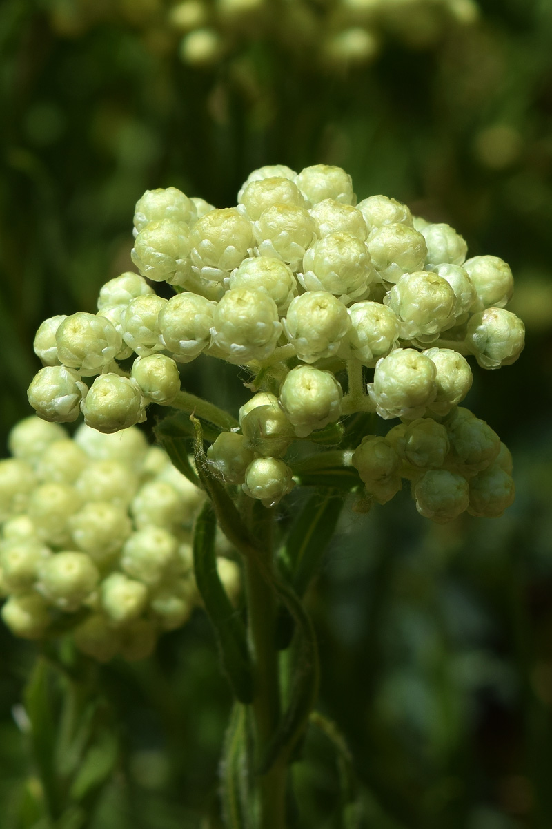 Изображение особи Helichrysum maracandicum.