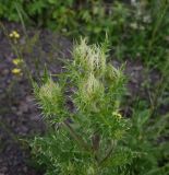 Cirsium obvallatum. Верхушка растения с развивающимся соцветием. Чечня, Шаройский р-н, верхняя окраина с. Хакмадой, обочина грунтовой дороги. 1 июля 2024 г.