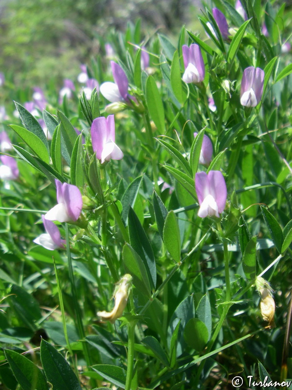 Image of Vicia bithynica specimen.