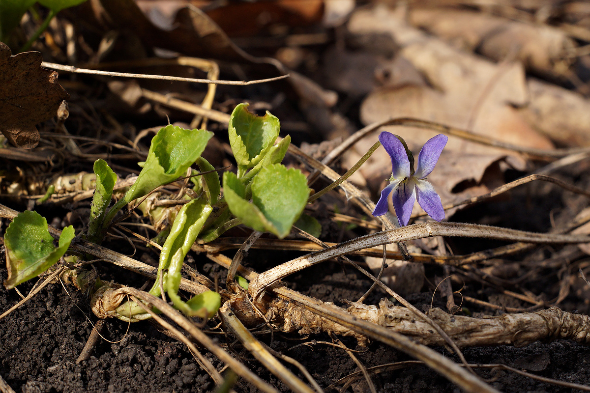 Image of genus Viola specimen.