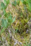 Menyanthes trifoliata. Плодоносящее растение с незрелыми плодами. Мурманская обл., Кандалакшский р-н, Княжегубское вдхр., оз. Нотозеро, небольшой заболоченный островок. 11.07.2024.