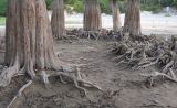 Taxodium distichum