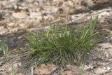 View full-size image Carex halleriana