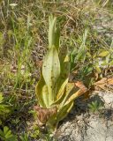 Смотреть изображение семейство Orchidaceae