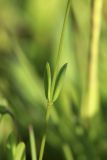 View full-size image Linum catharticum