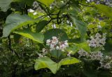 View full-size image Catalpa bignonioides