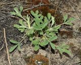 Смотреть изображение Potentilla incana