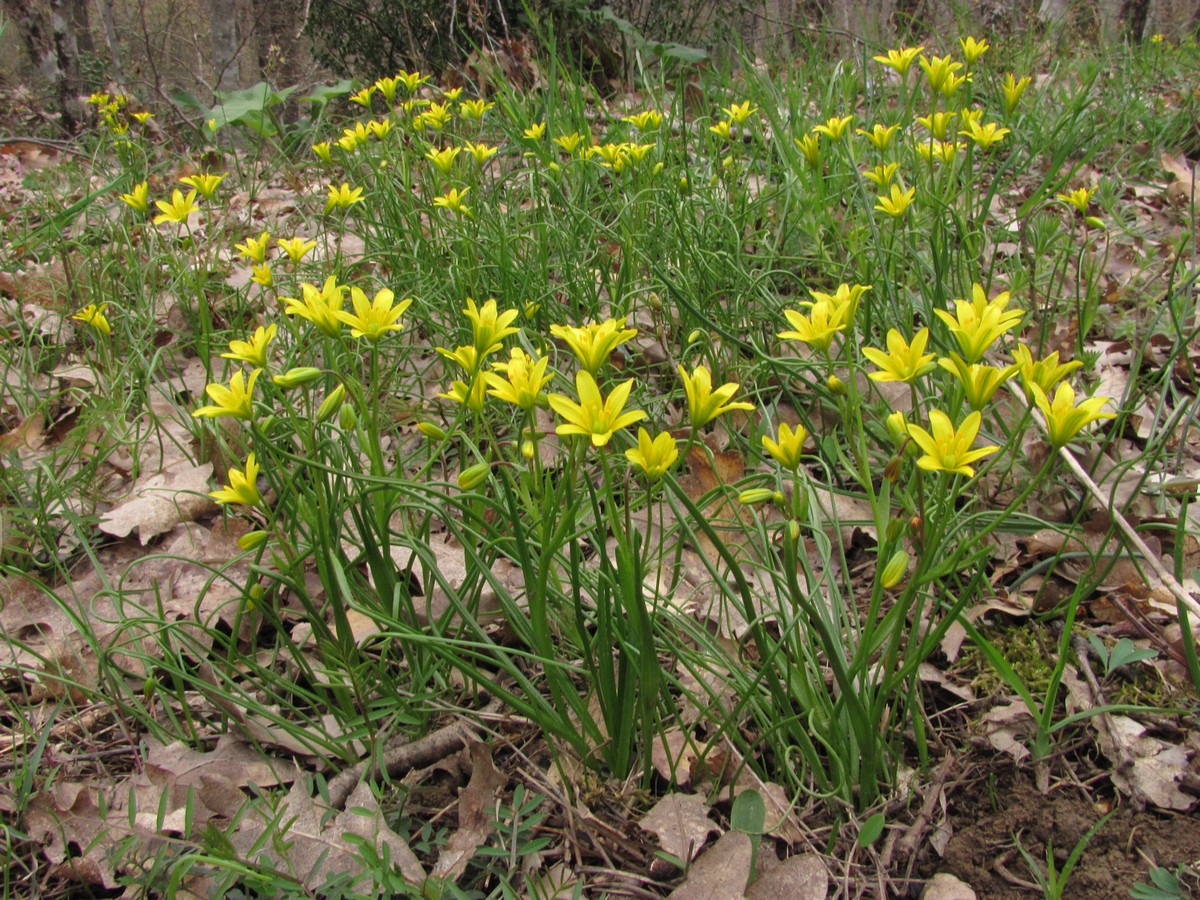 Image of Gagea chrysantha specimen.