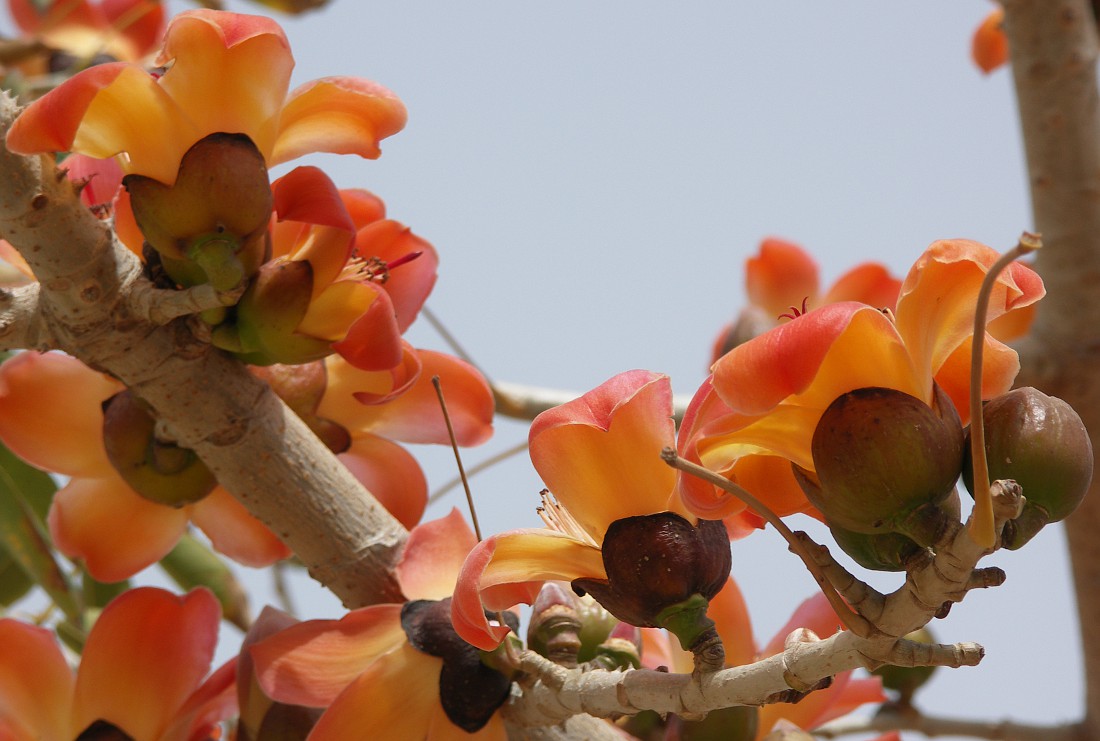 Image of Bombax ceiba specimen.