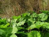 Petasites hybridus