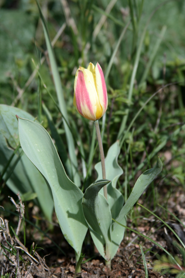 Image of Tulipa dubia specimen.