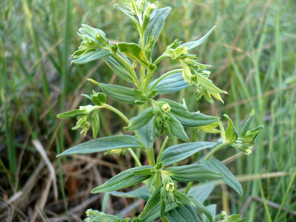 Image of Lithospermum officinale specimen.