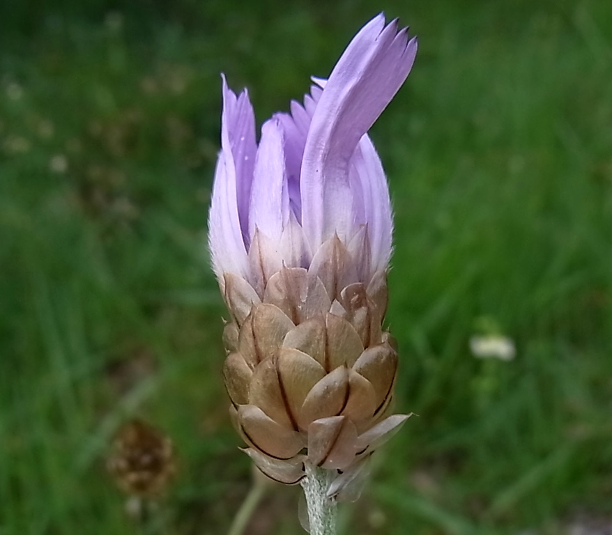 Image of Catananche caerulea specimen.