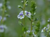 Veronica serpyllifolia