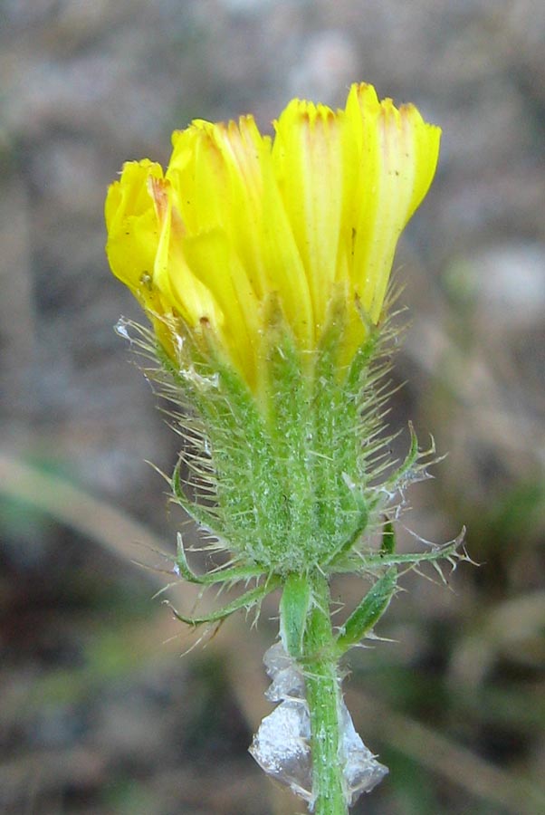 Image of Crepis setosa specimen.