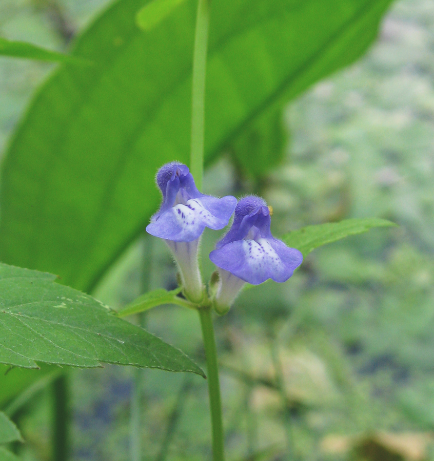 Изображение особи Scutellaria galericulata.