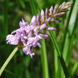 Dactylorhiza maculata