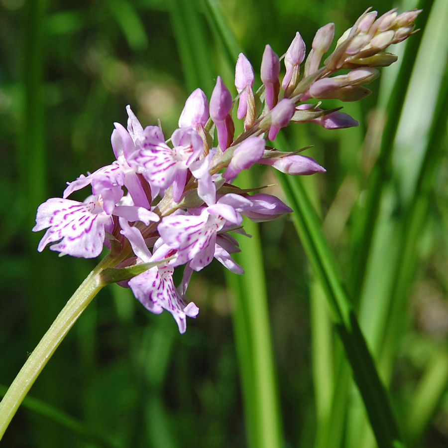 Изображение особи Dactylorhiza maculata.