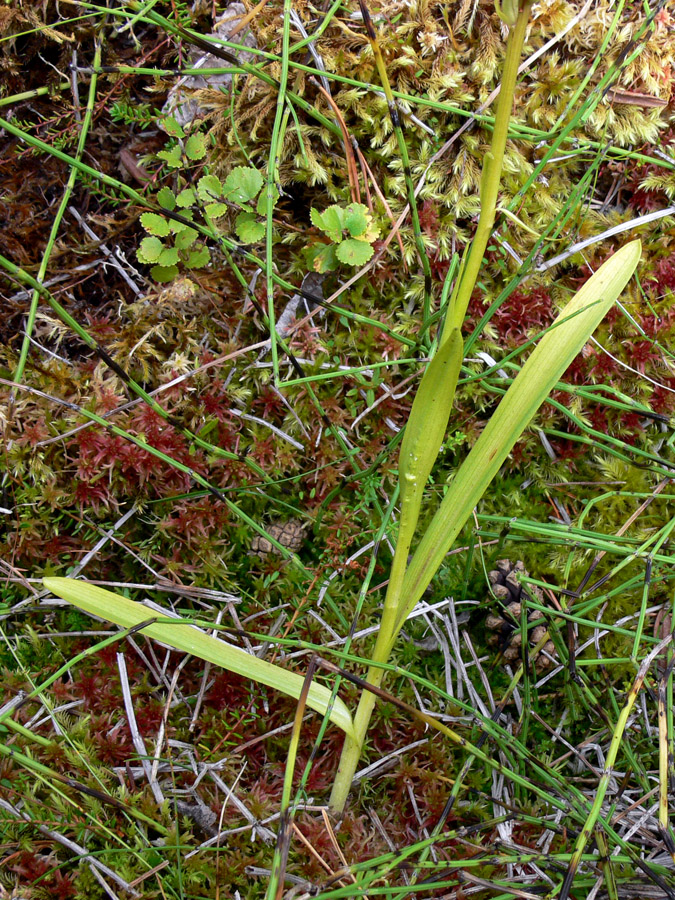 Изображение особи Gymnadenia conopsea.