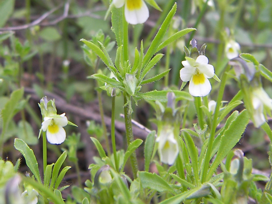 Image of Viola kitaibeliana specimen.