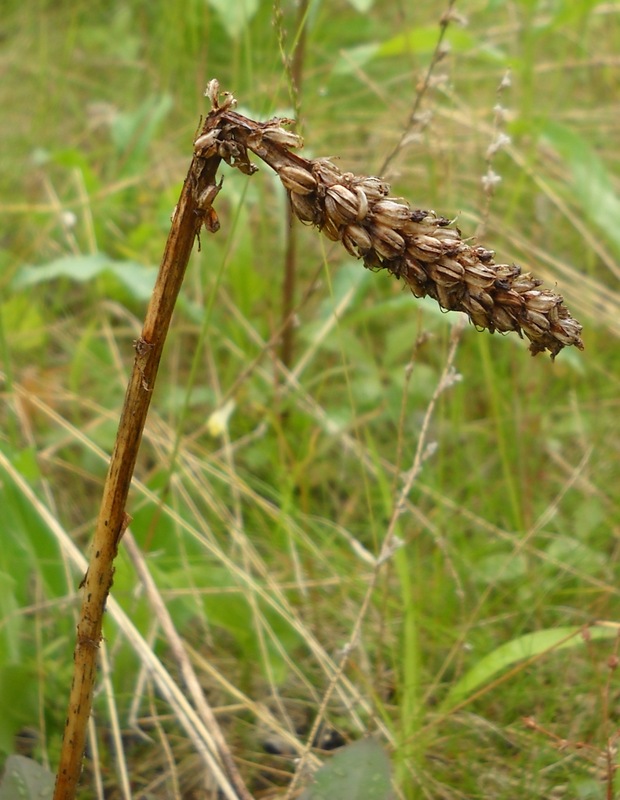 Image of Pseudorchis albida specimen.