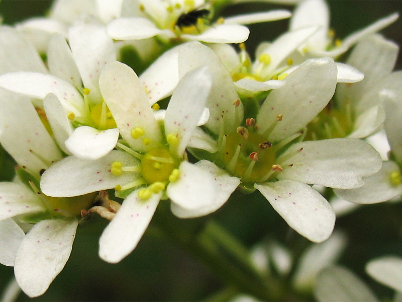 Image of Saxifraga paniculata specimen.