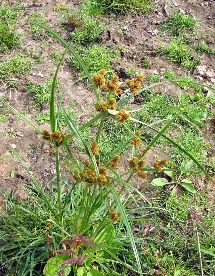 Изображение особи Cyperus glomeratus.