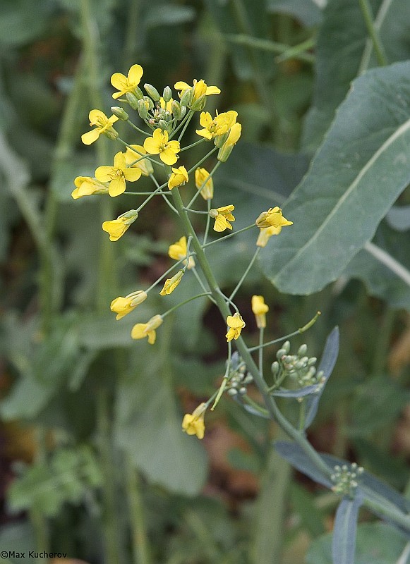 Image of Brassica napus specimen.