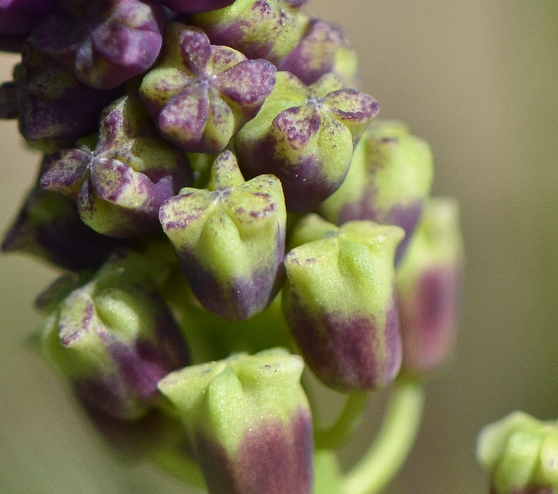 Image of Leopoldia bicolor specimen.