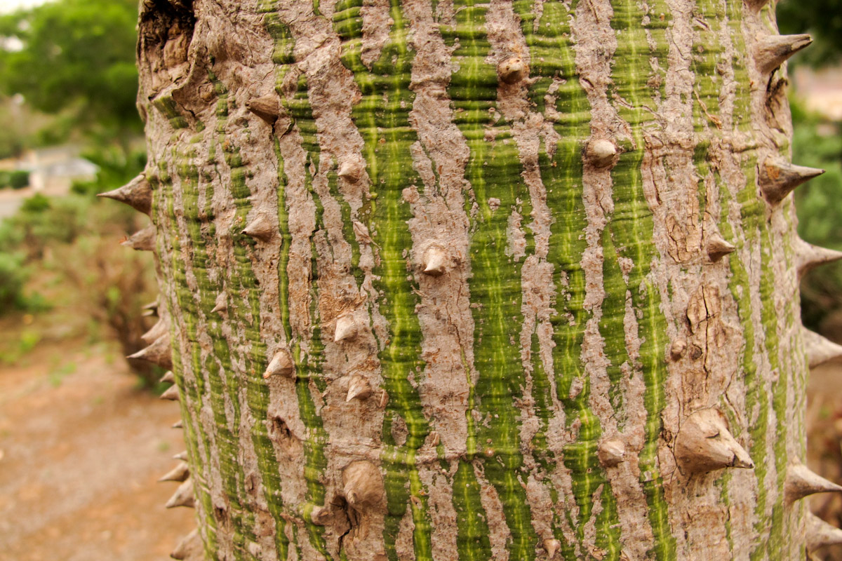 Image of Ceiba speciosa specimen.