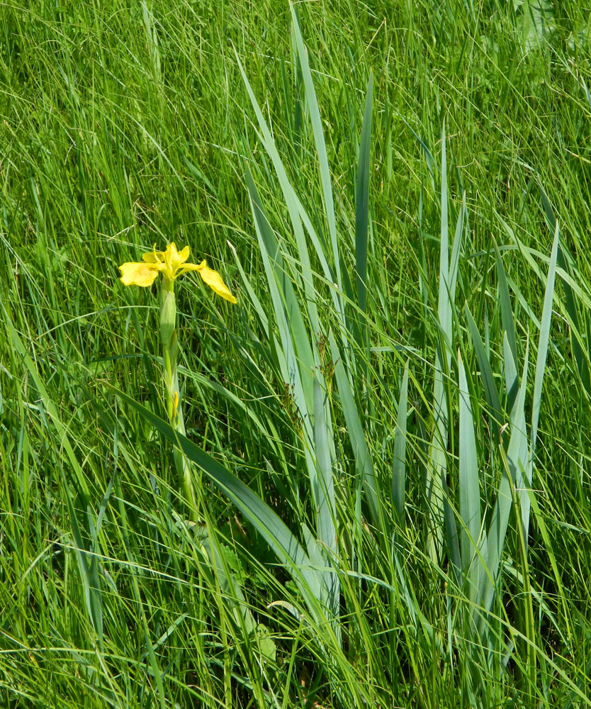 Image of Iris pseudacorus specimen.