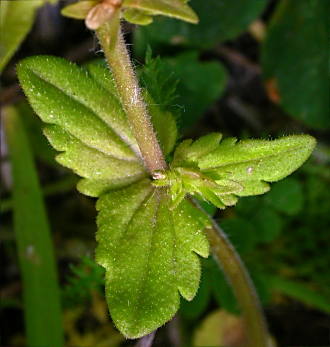 Image of Veronica arvensis specimen.