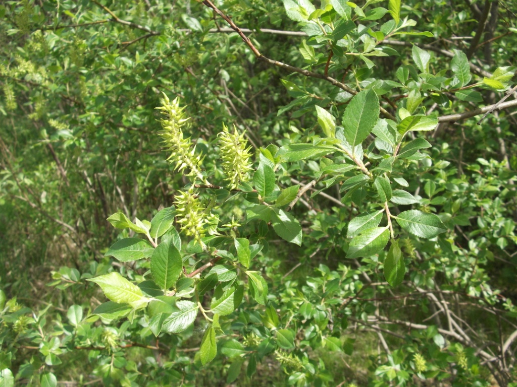 Изображение особи Salix myrsinifolia.