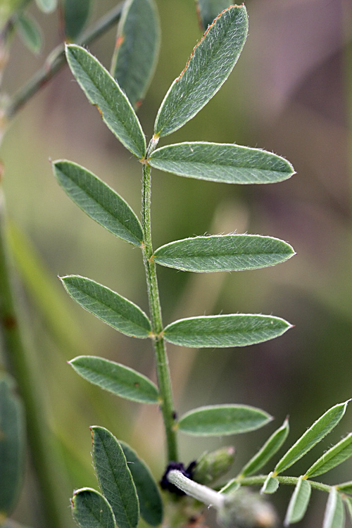 Image of genus Onobrychis specimen.